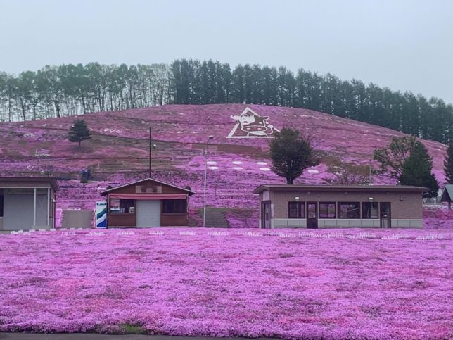 東藻琴芝桜公園