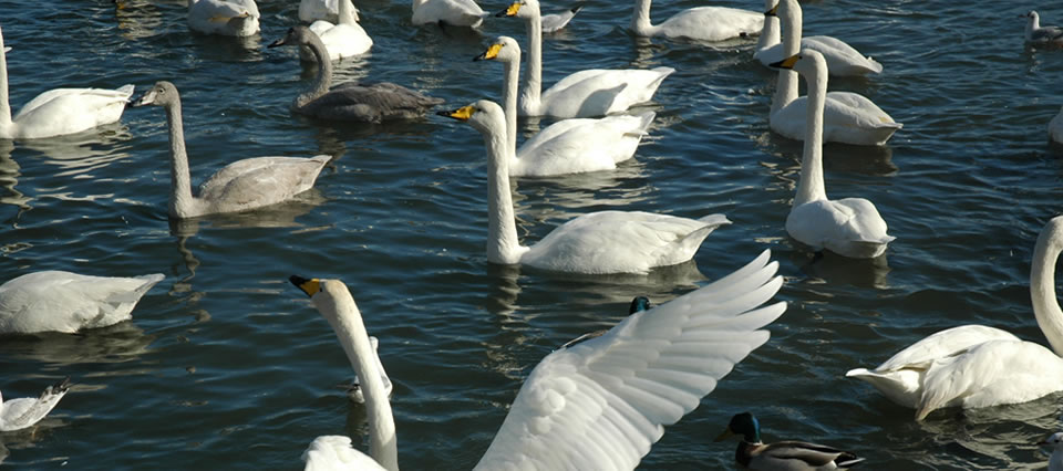 濤沸湖（トウフツコ/白鳥公園）